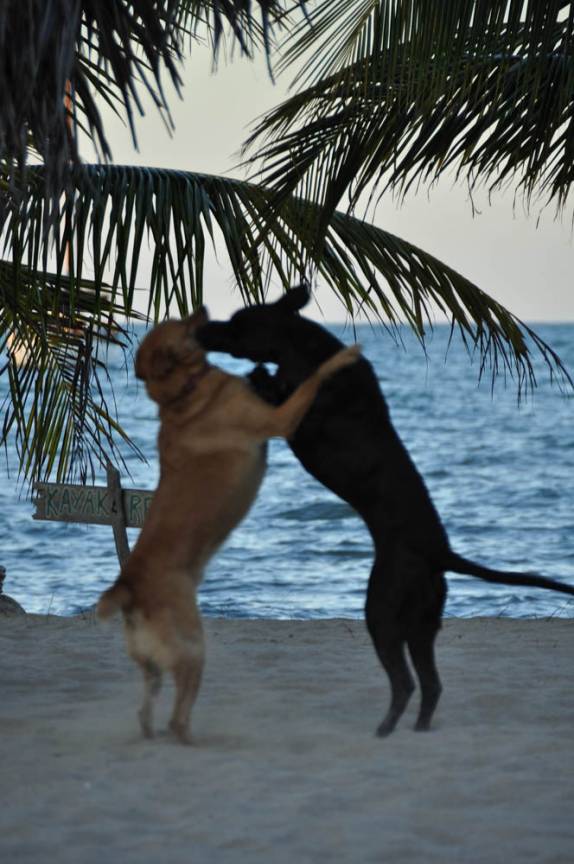 Cães (incluindo o Chími - o marrom) brincam em praia de Hopkins, no litoral sul de Belize